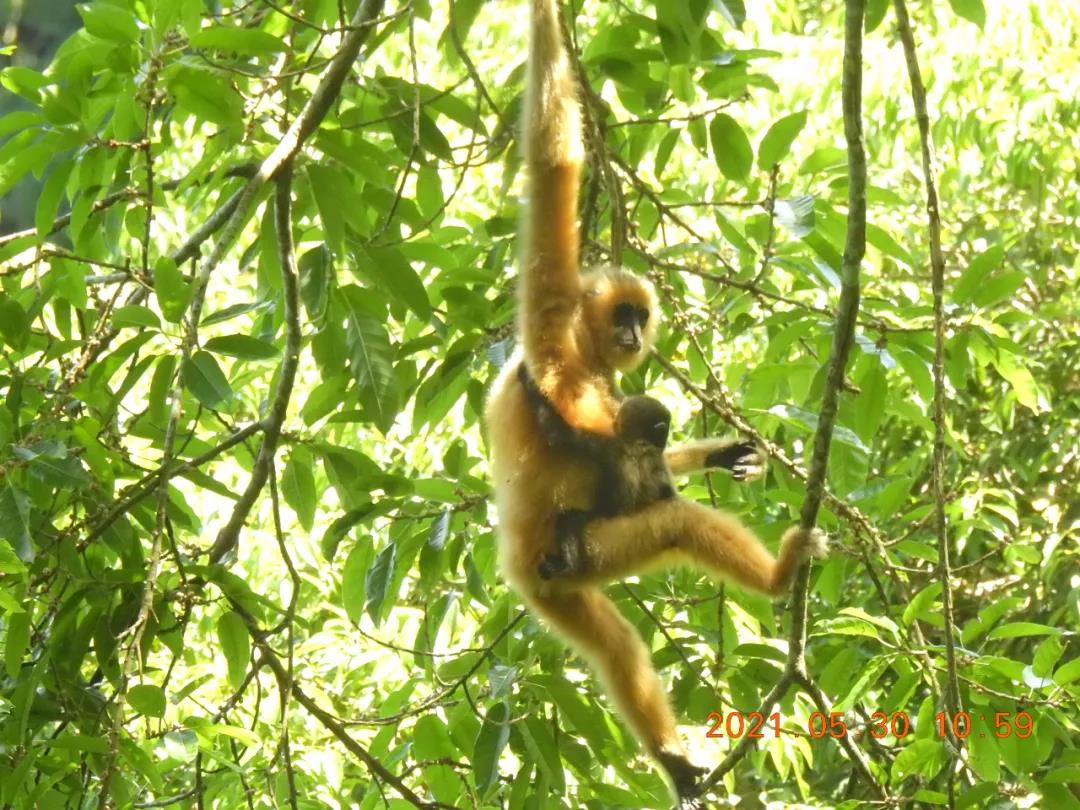 保護生物多樣性的“中國案例”獲多國生態專家點贊
