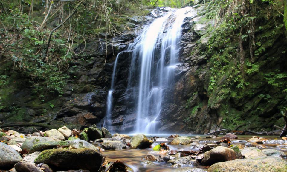 眾多珍稀野生動物現身廣東封開黑石頂保護區