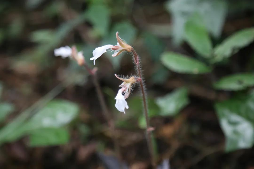 廣東首次發現西南齒唇蘭，刷新物種分布記錄