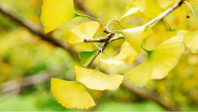 速來打卡“銀杏染秋”，韶關南雄銀杏文化旅游季開啟！