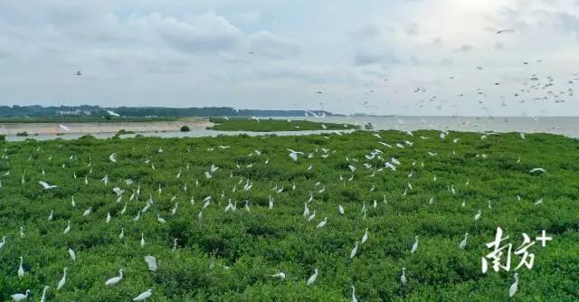 珍稀鳥類云集，湛江紅樹林成“鳥的天堂”