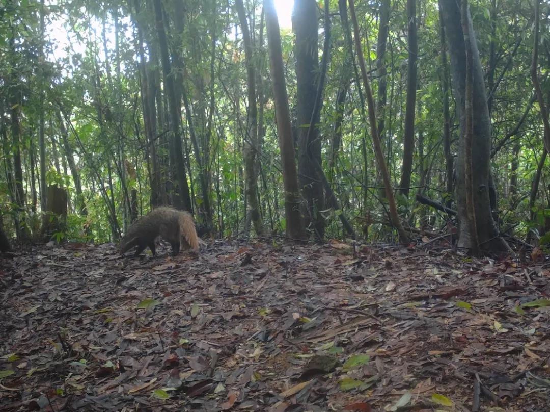 廣東樂昌楊東山十二度水保護區頻現“珍稀瀕危野生動物”