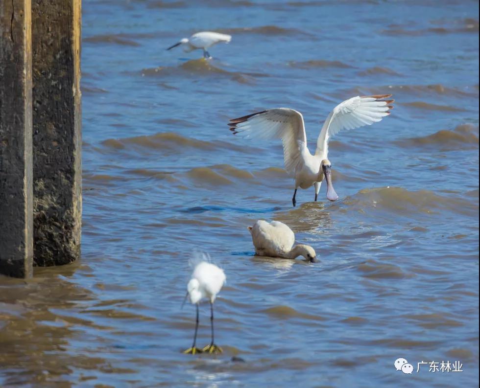 新年“驚喜”！東莞兩年后再發(fā)現黑臉琵鷺