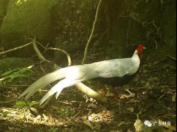 小靈貓、豹貓等“國保”動物現身東源康禾保護區(qū)！