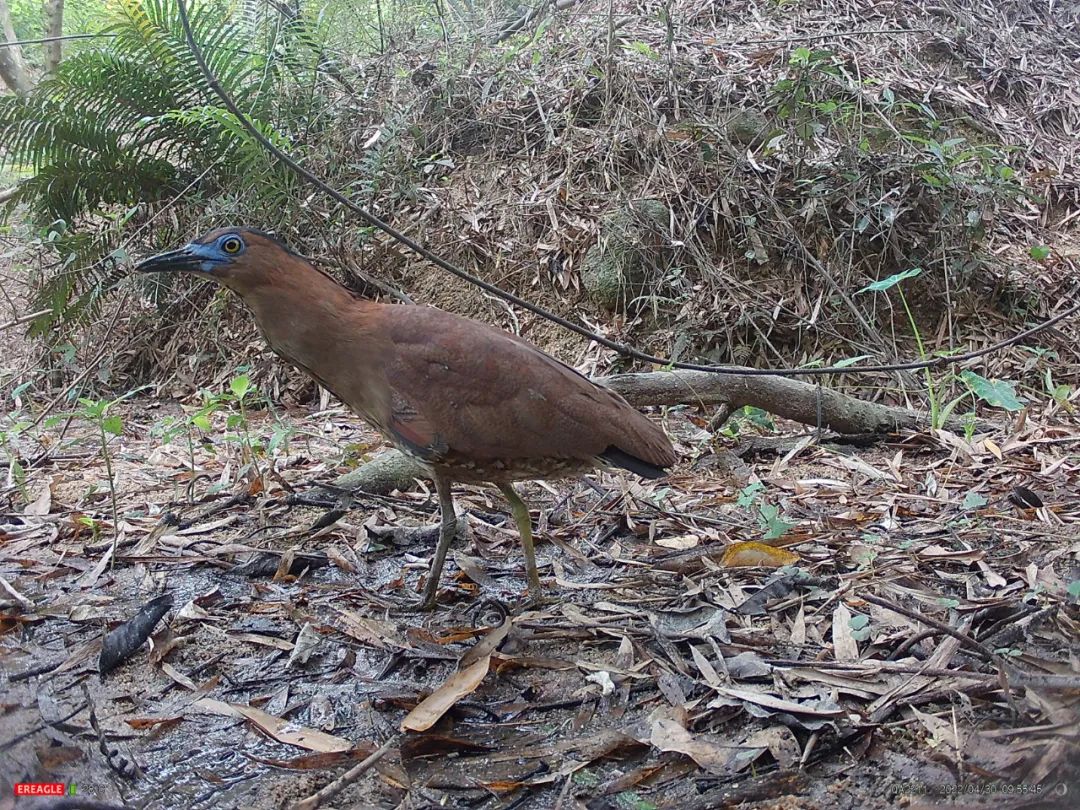 珠海首次記錄到黑冠鳽！
