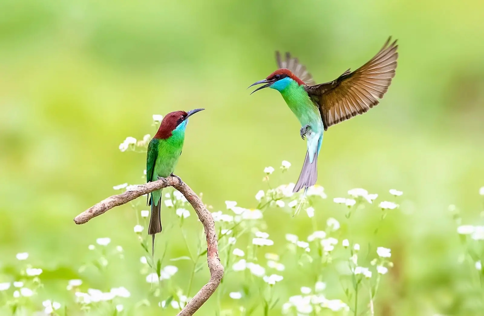 澳盾身邊的自然觀察——繁殖季的藍(lán)喉蜂虎