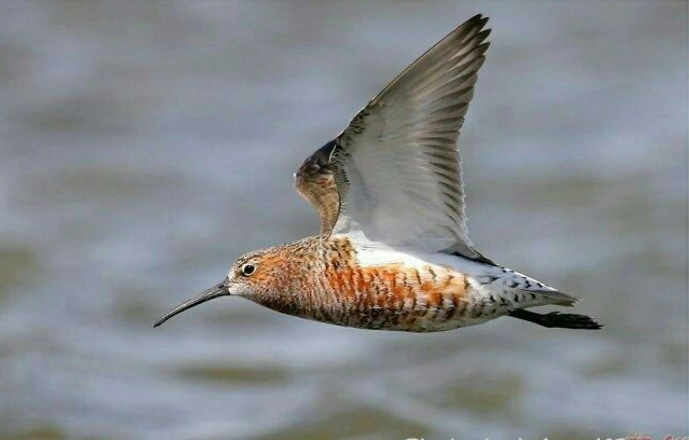 澳盾身邊的自然觀察——遷徙季的彎嘴濱鷸