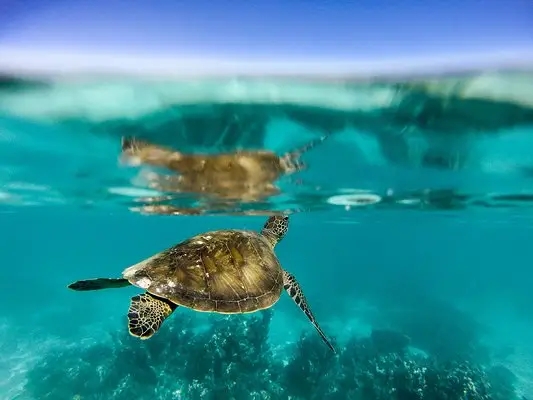 嶺南之南④丨探訪廣東“海龜產(chǎn)房”：小海龜破殼第一秒就面臨生死考驗(yàn)！