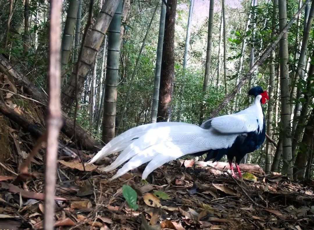 太驚艷了！河源“林中仙子”登上央視，霸屏近2分鐘......