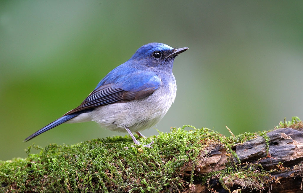澳盾身邊的自然觀察——海南藍仙鹟