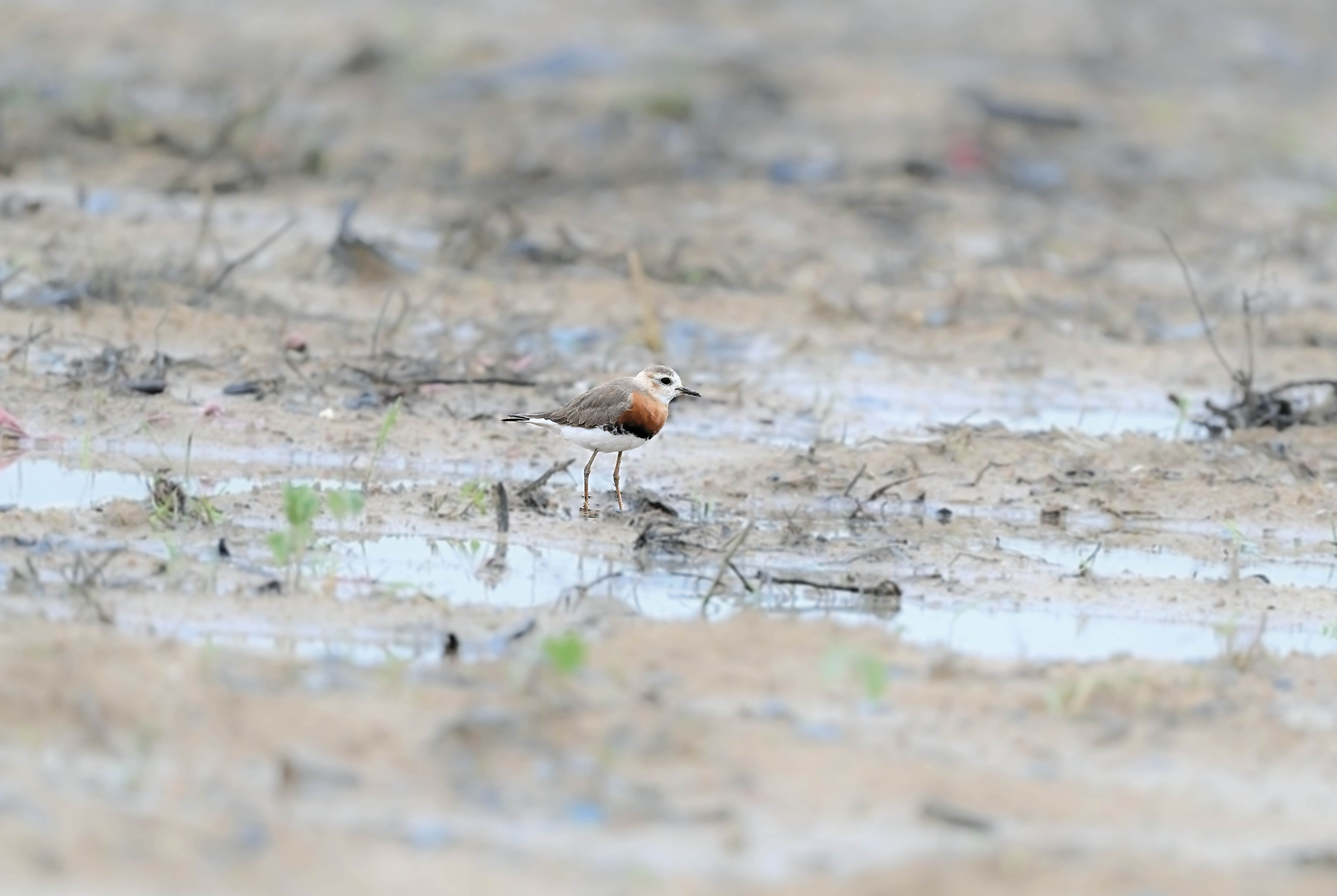 澳盾身邊的自然觀察——東方鸻