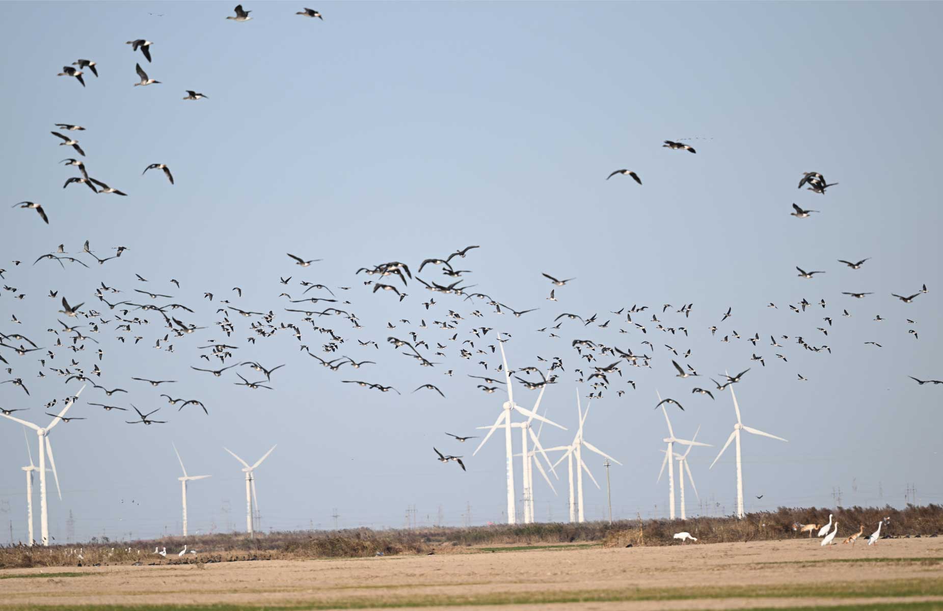 澳盾身邊的自然觀察——雁陣