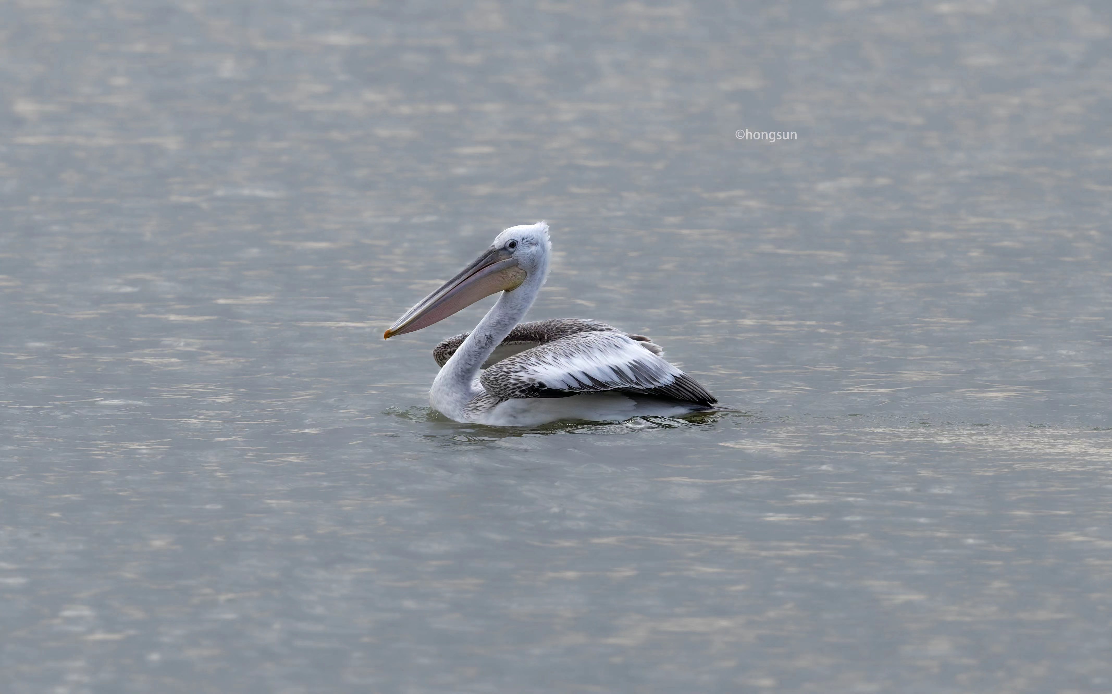 澳盾身邊的自然觀察——卷羽鵜鶘